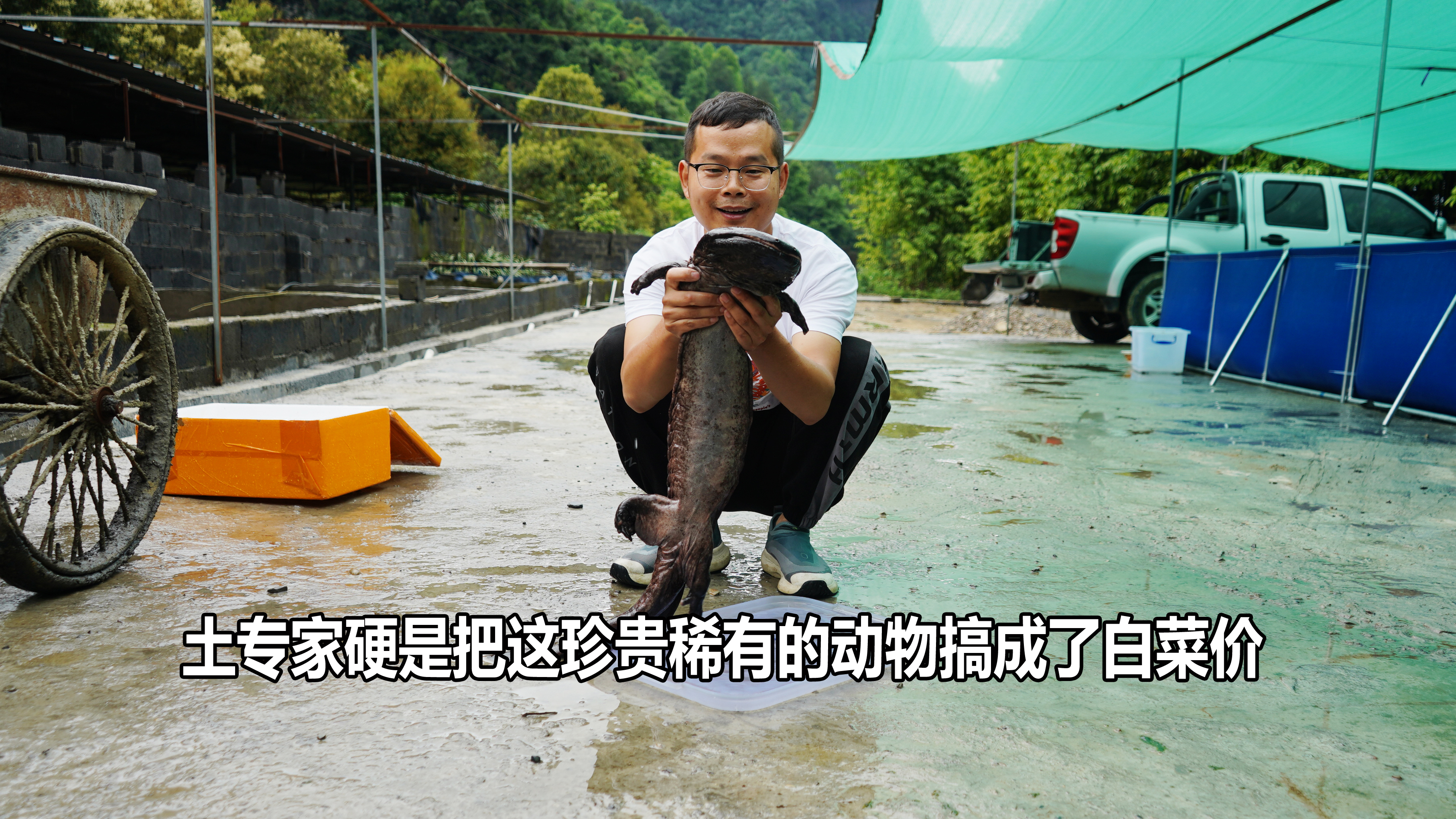 之前卖1万一条的娃娃鱼，放开后硬是被土专家整成白菜价，太卷了