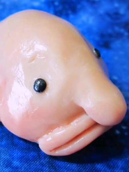 世界上公认最丑的鱼:水滴鱼(2)-度小视