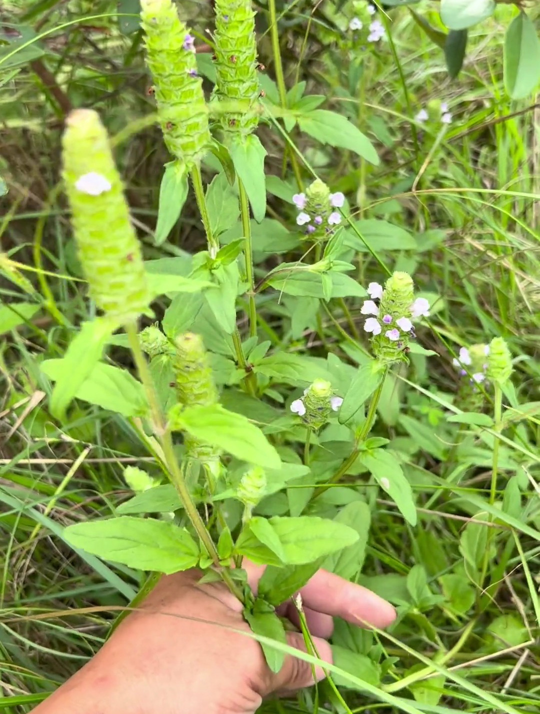 路边草药100种农村图片