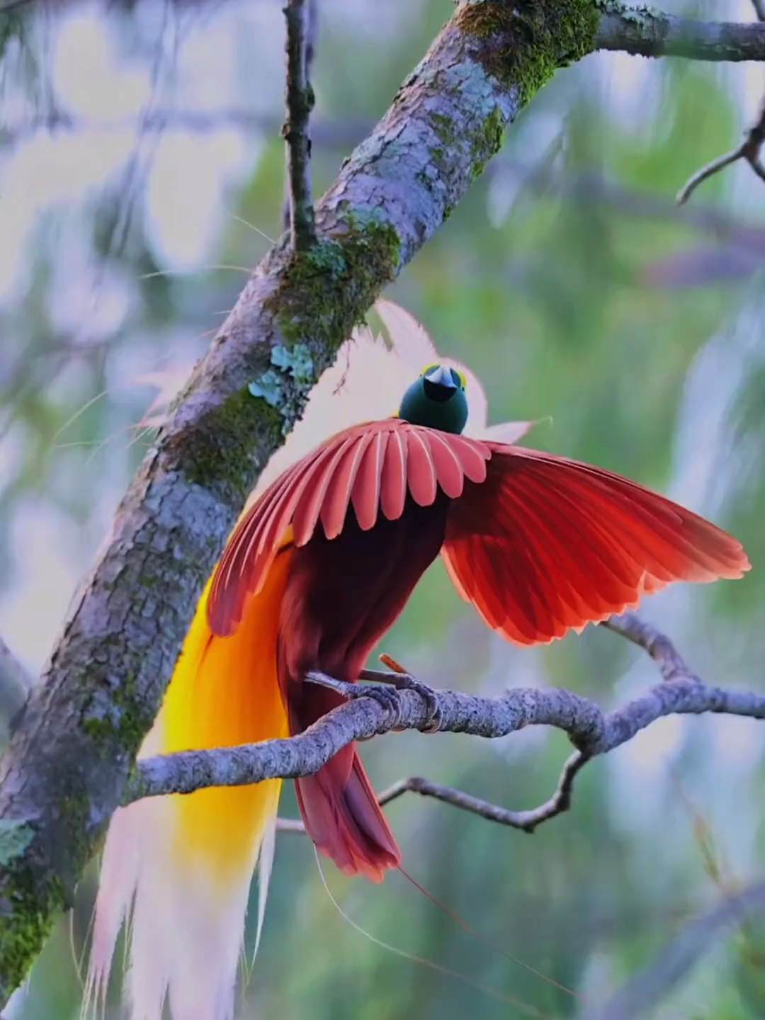 求偶中的大极乐鸟,它真的很像凤凰