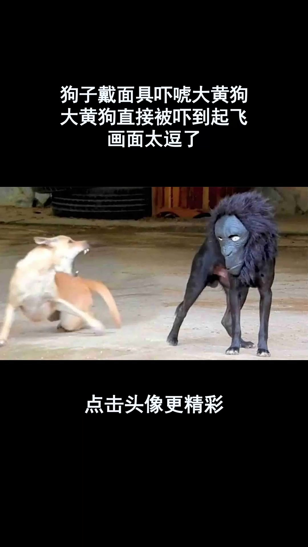 狗子戴面具吓唬大黄狗,大黄狗直接被吓到起飞,画面太逗了