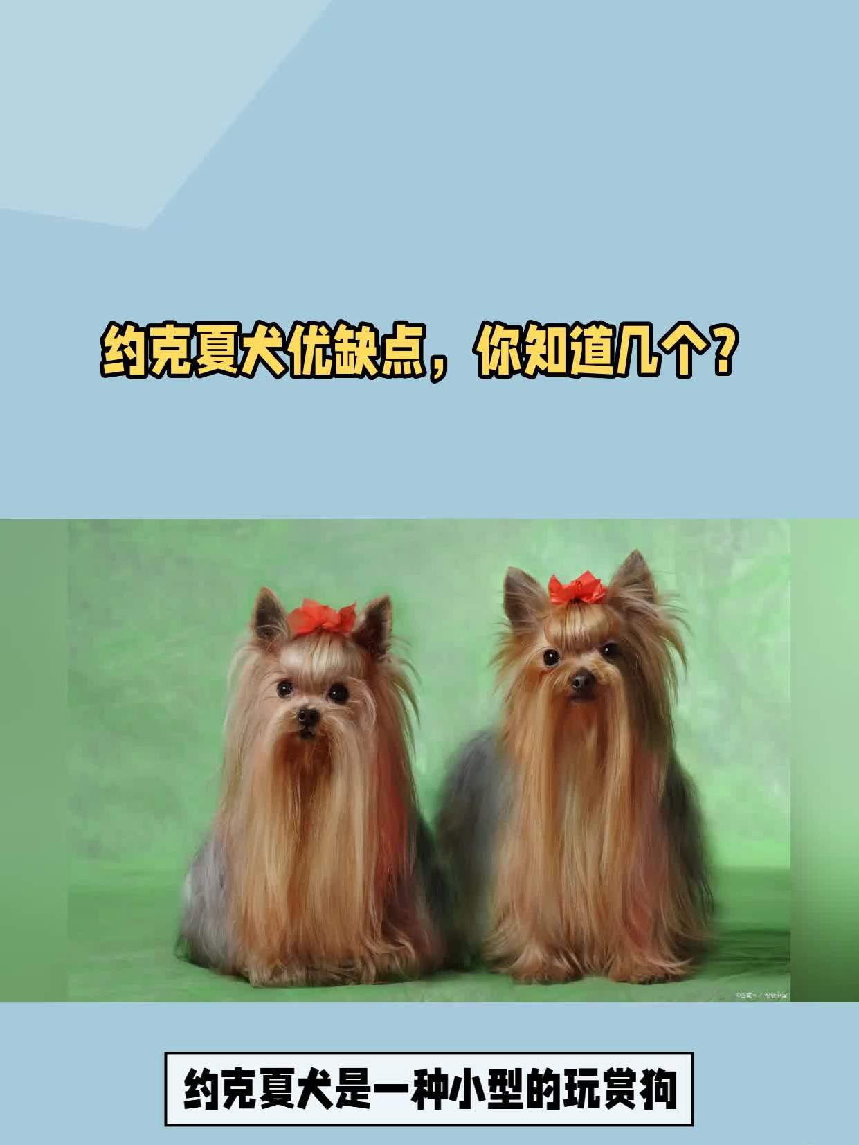 约克夏犬优缺点,你知道几个?-度小视