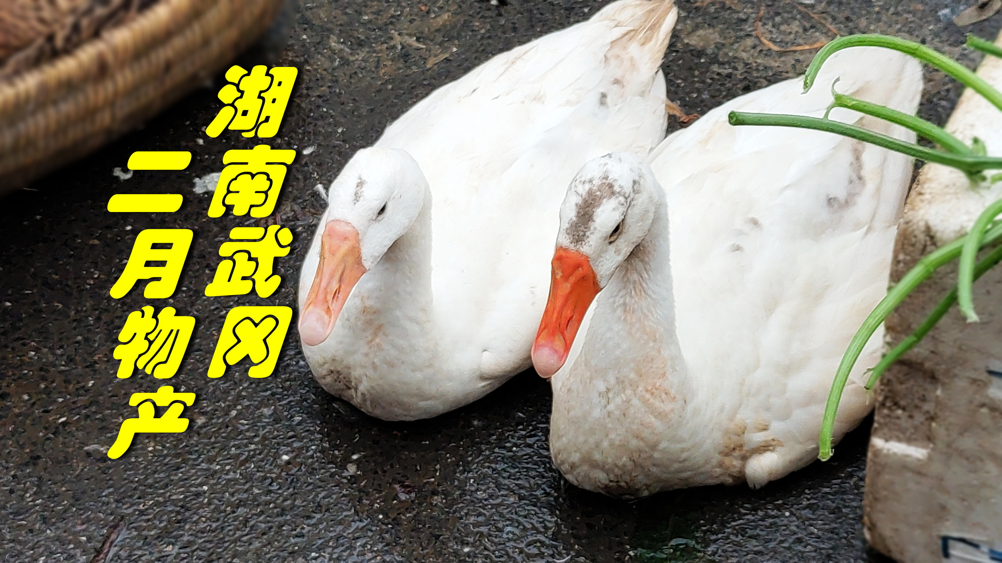 湖南武冈,二月中旬,湘西南物产录(下)