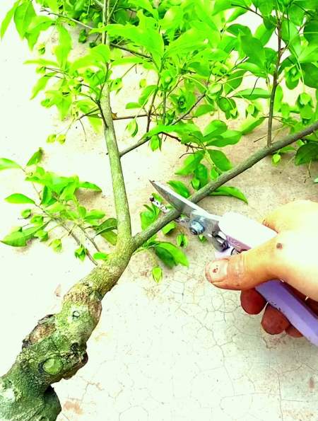 给这个盆景修剪个弹弓,不吹,经过我手都变秃头-度小视