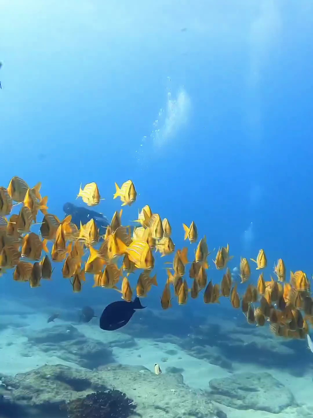 瑰丽多彩的海底奇观:探索漂亮的海底世界