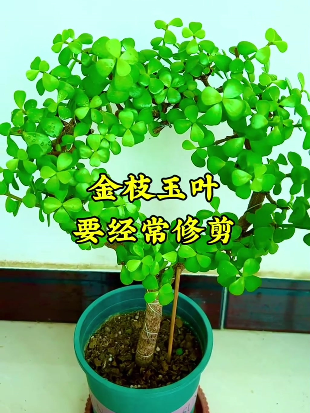 金枝玉叶修剪记录生活