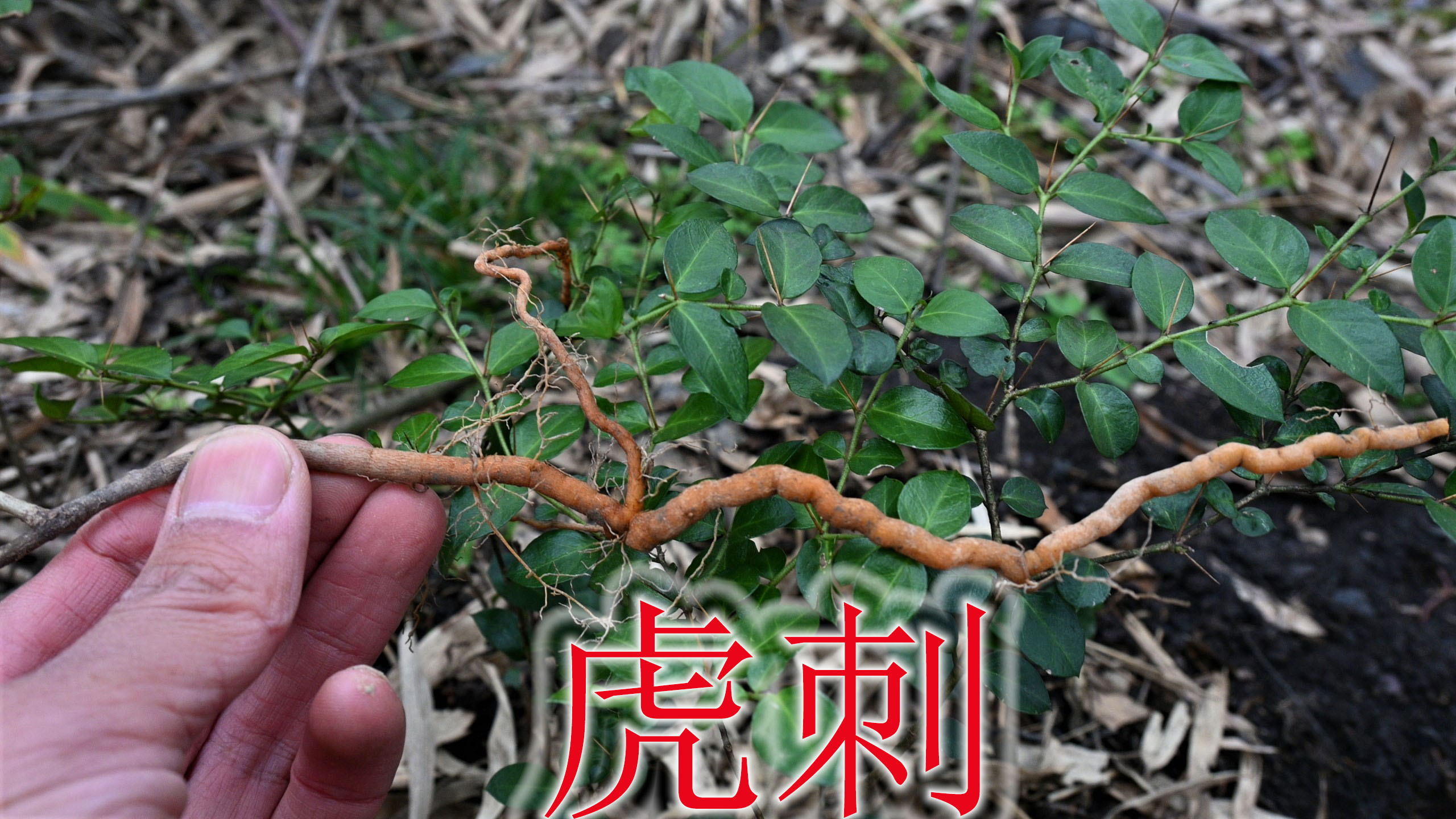 虎刺是带刺的小灌木,农村老人称“祛湿草”,根可煲汤或泡酒