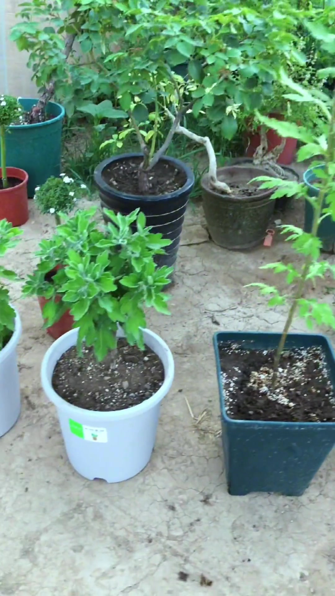 养不好别的花就养菊花吧,皮实好养易繁殖,还可以做棒棒糖型 菊-度小视