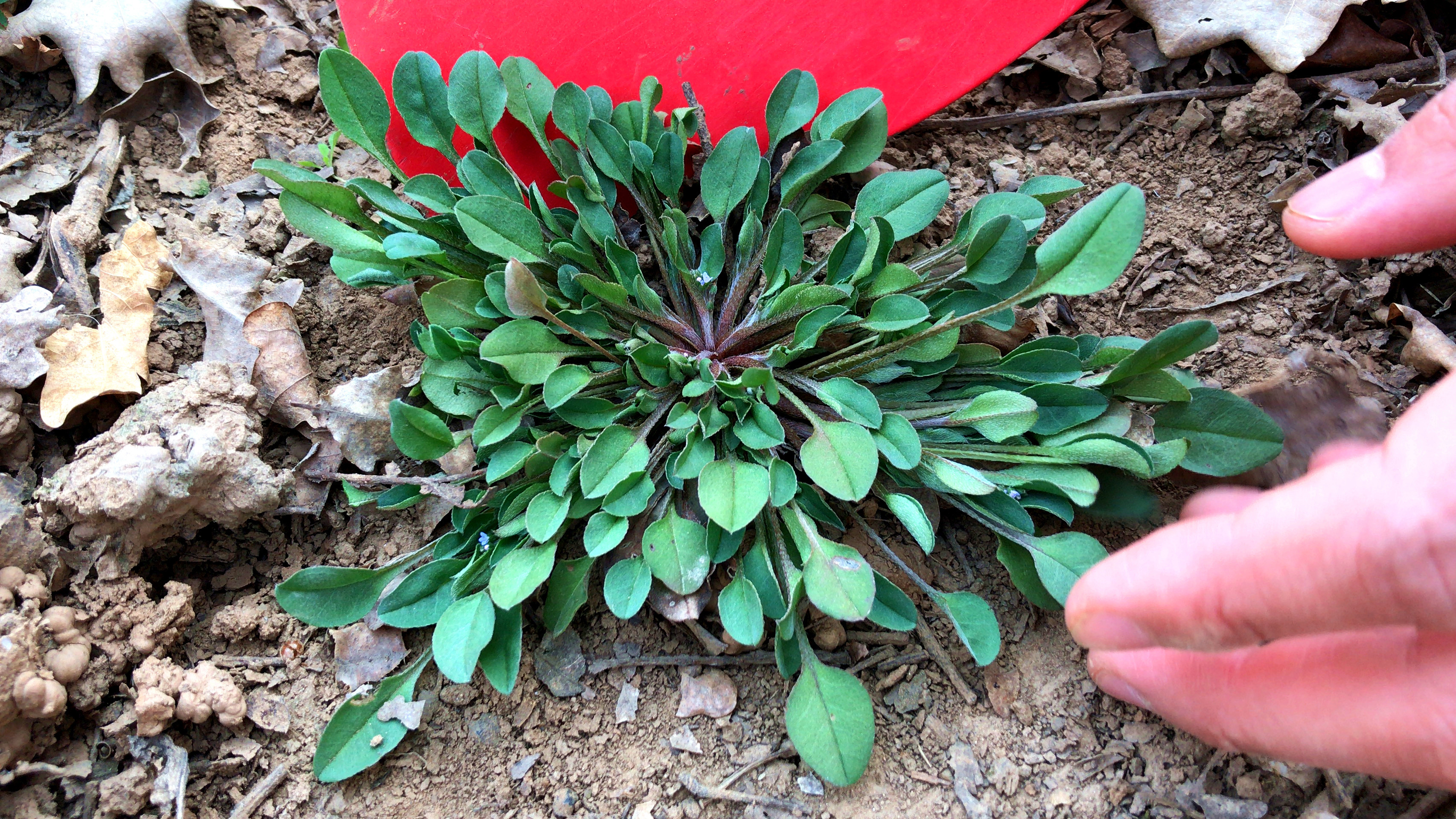 农村常见的附地菜人称“地胡椒”,到底长啥样?涨知识了