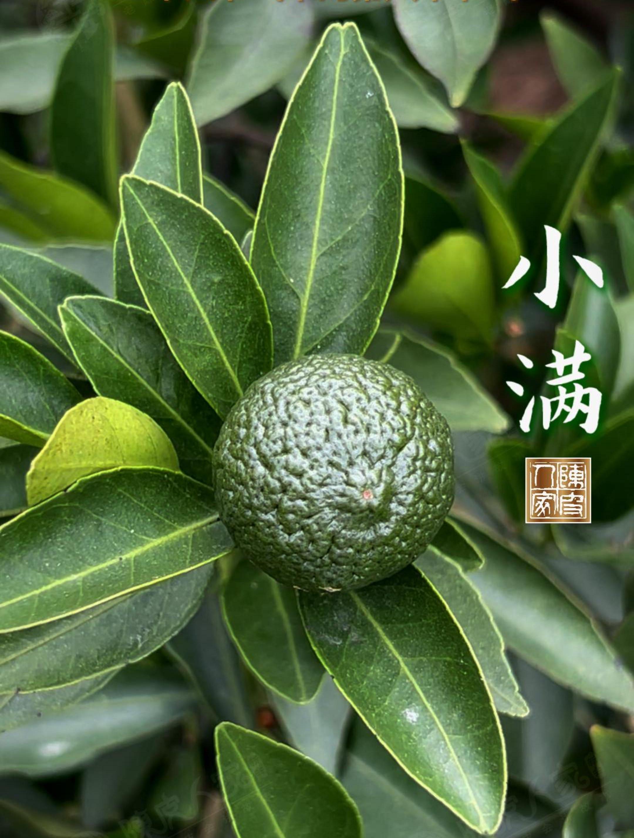 小满三候:一候苦菜秀;二候靡草死;三候麦秋至