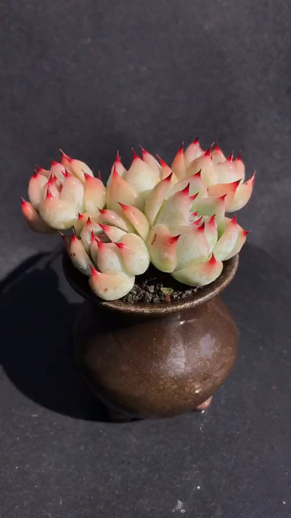 多肉植物 桃太郎