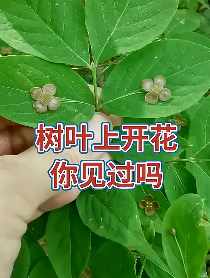 瘤枝卫矛图片