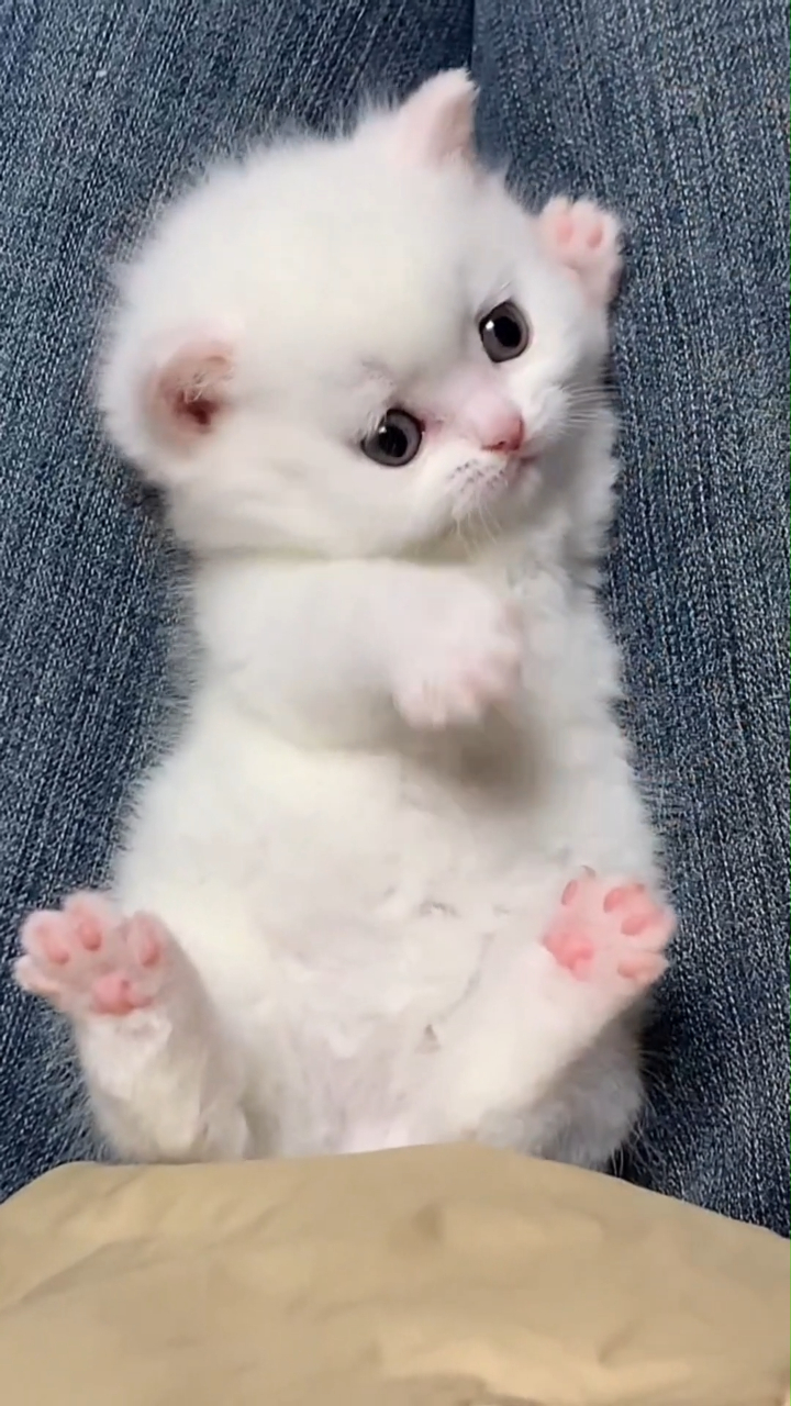 可可爱爱的小奶猫,你爱了吗?