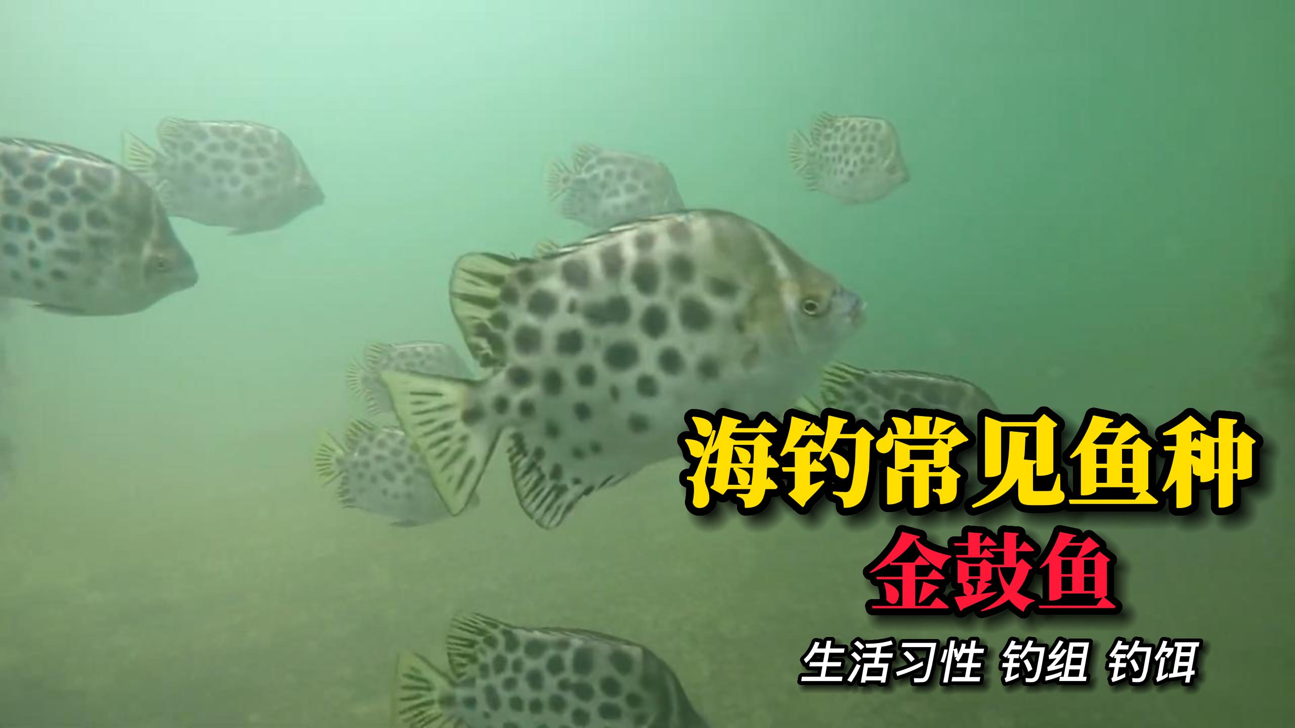 海钓常见鱼种 金鼓鱼生活习性和钓法 夏日筏钓的不错选择