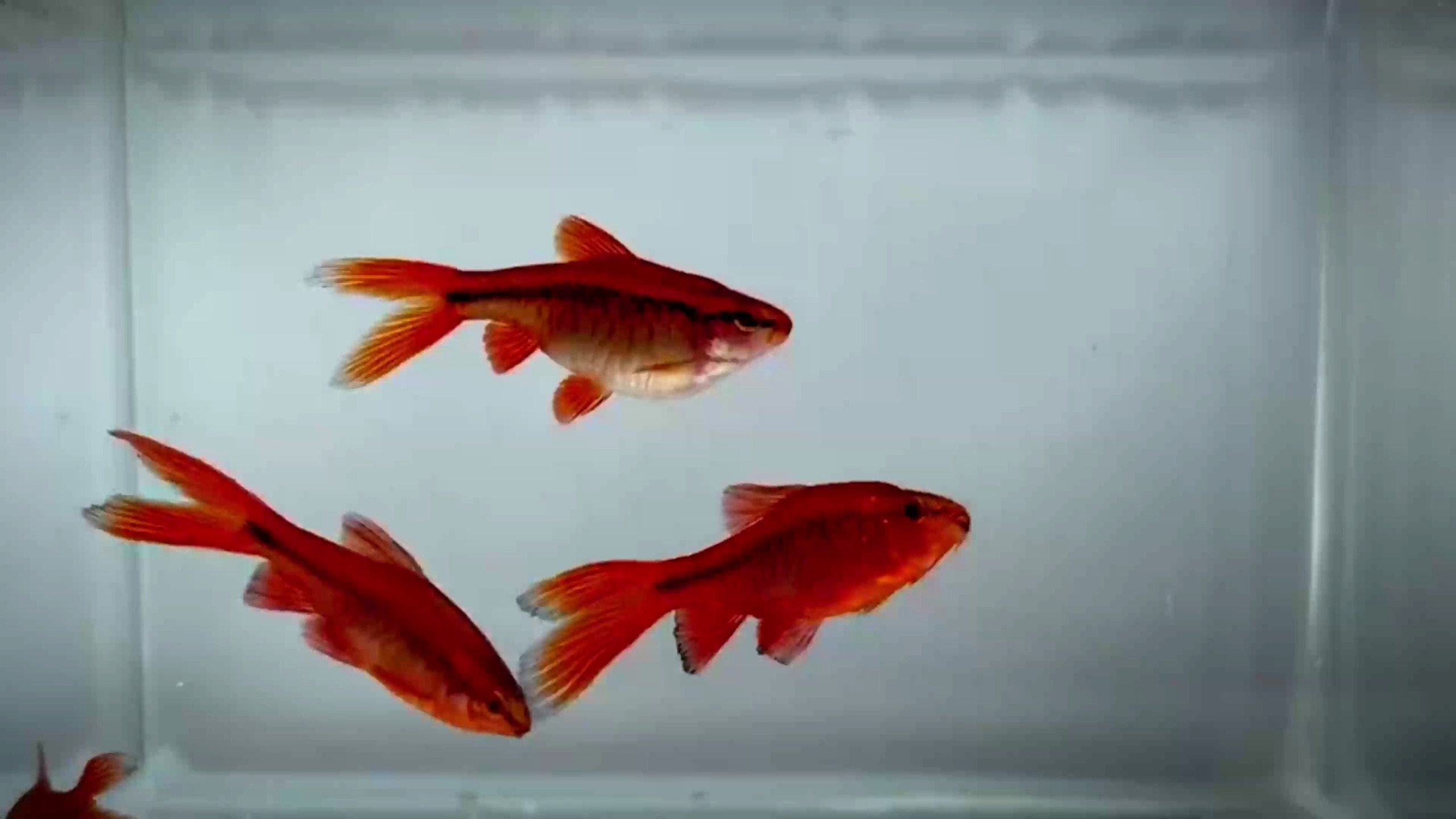 樱桃灯鱼:一种迷你的小鲤鱼,你知道它的养殖秘诀吗?