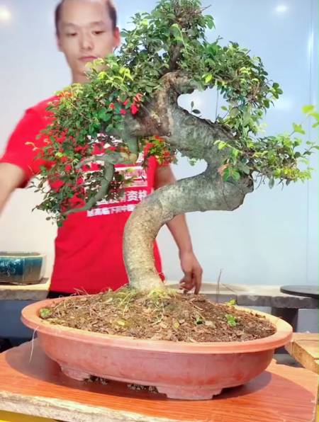 盆景中s弯的优点和缺点今天改做s弯各位给点意见