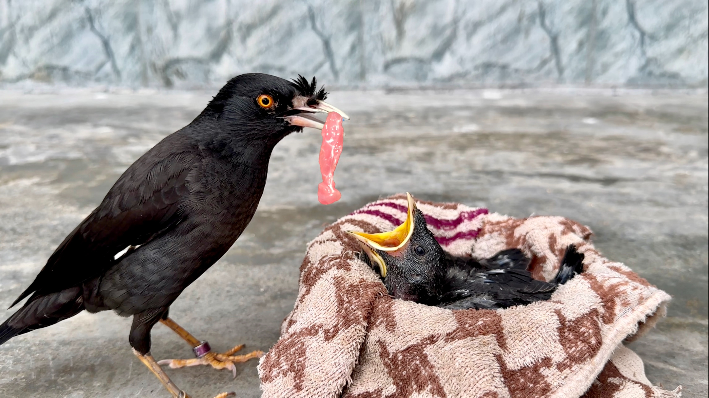 鸟妈妈叼着牛肉不舍得吃，留着喂给鸟宝宝，伟大的母爱