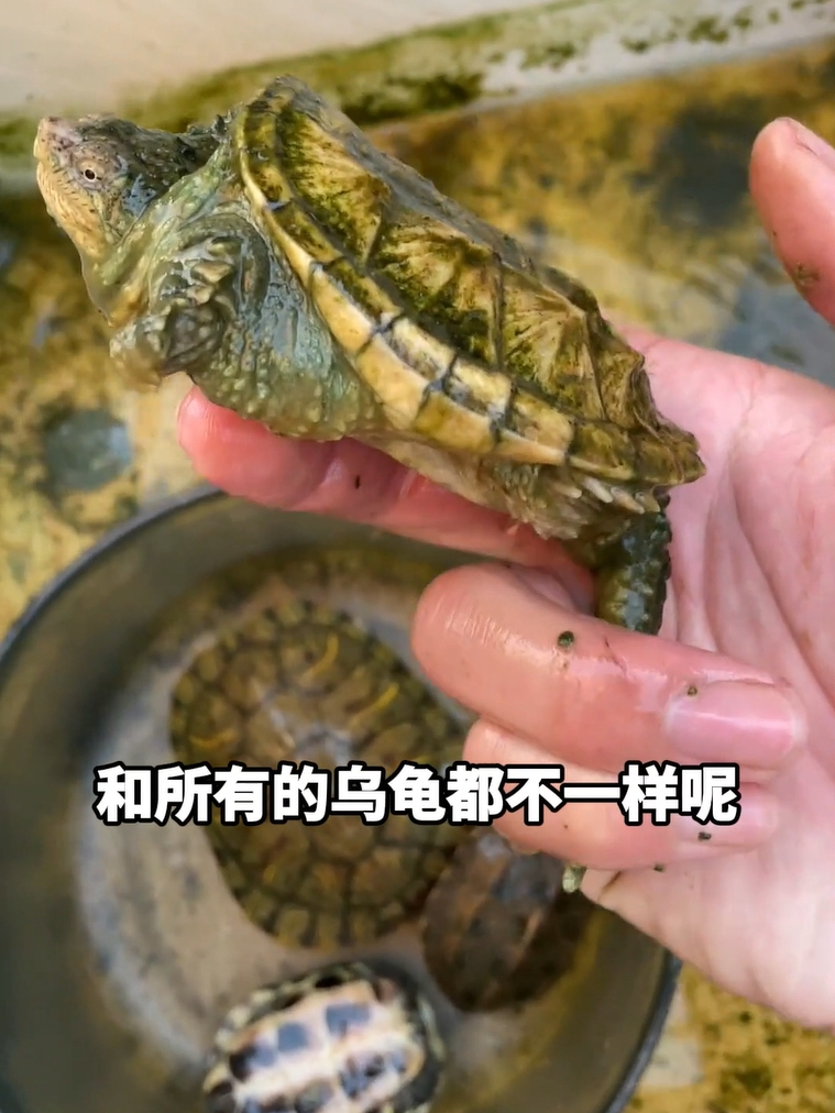 2只彩色小乌龟离奇去世龟缸换水收获爆刺乌龟