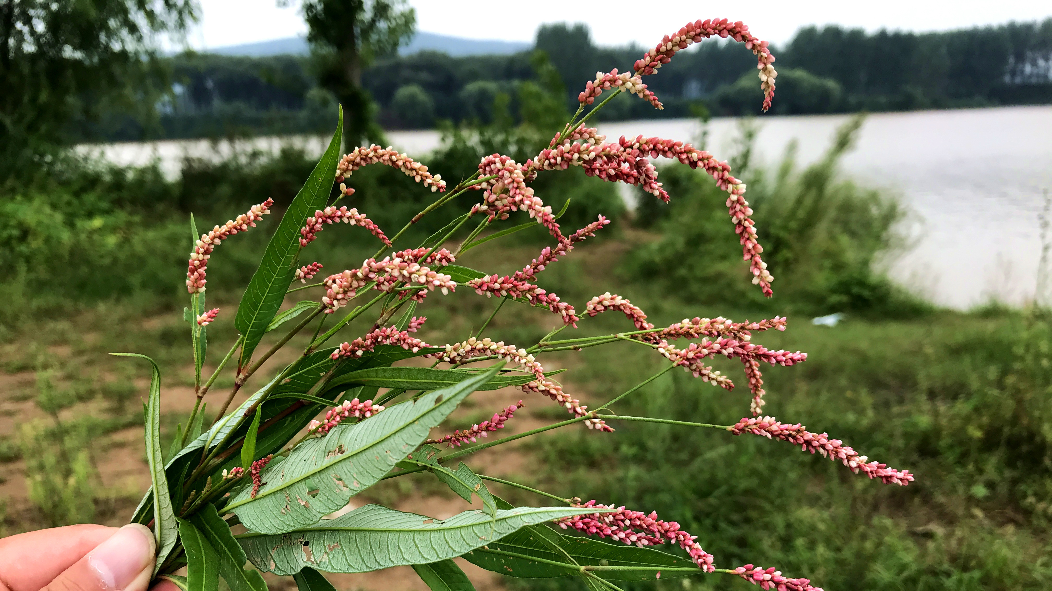 植物辣蓼又叫醉鱼草,比鱼竿实用比鱼枪快,你认识吗?