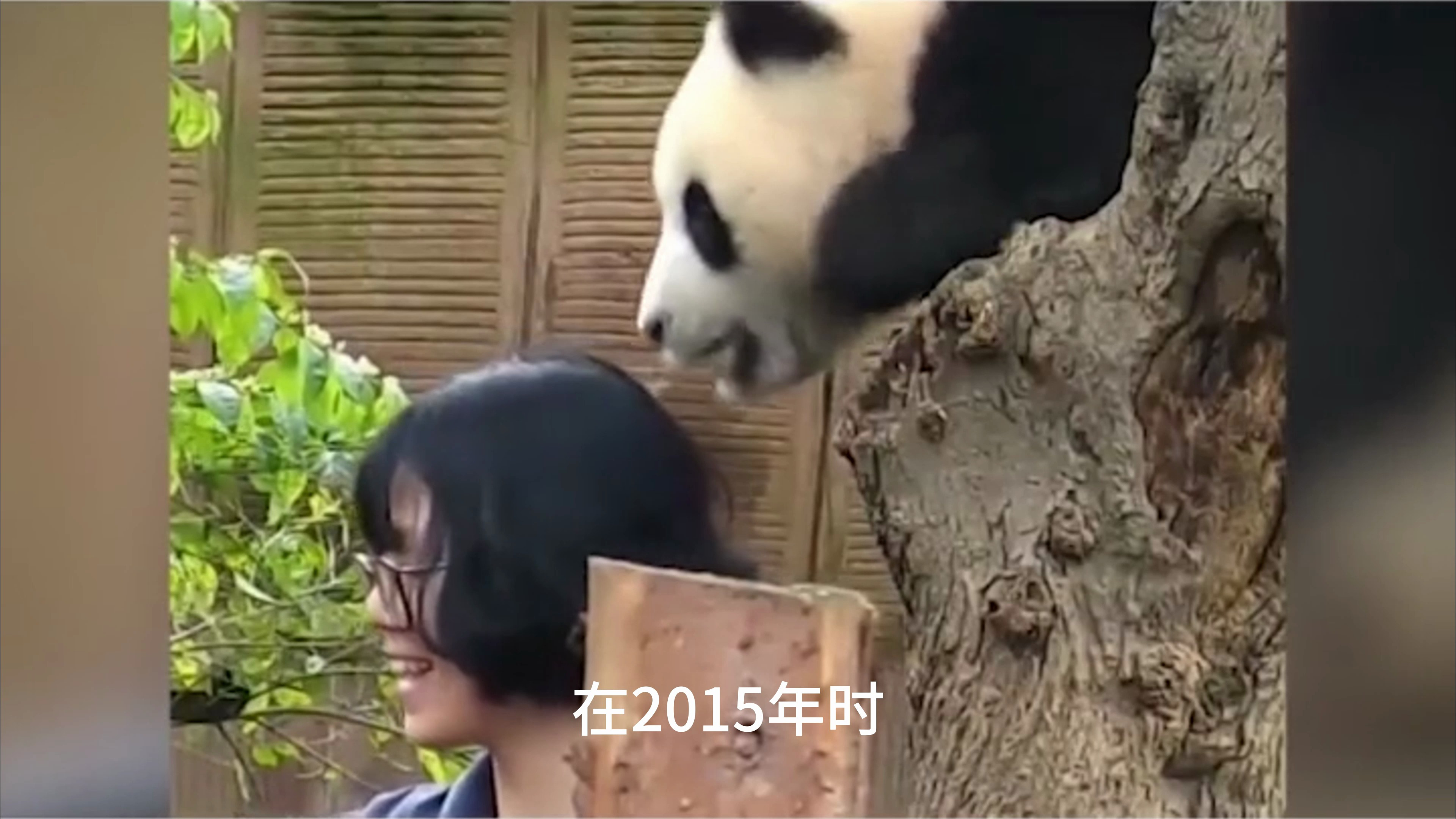 可爱外表下隐藏的致命危险(下)