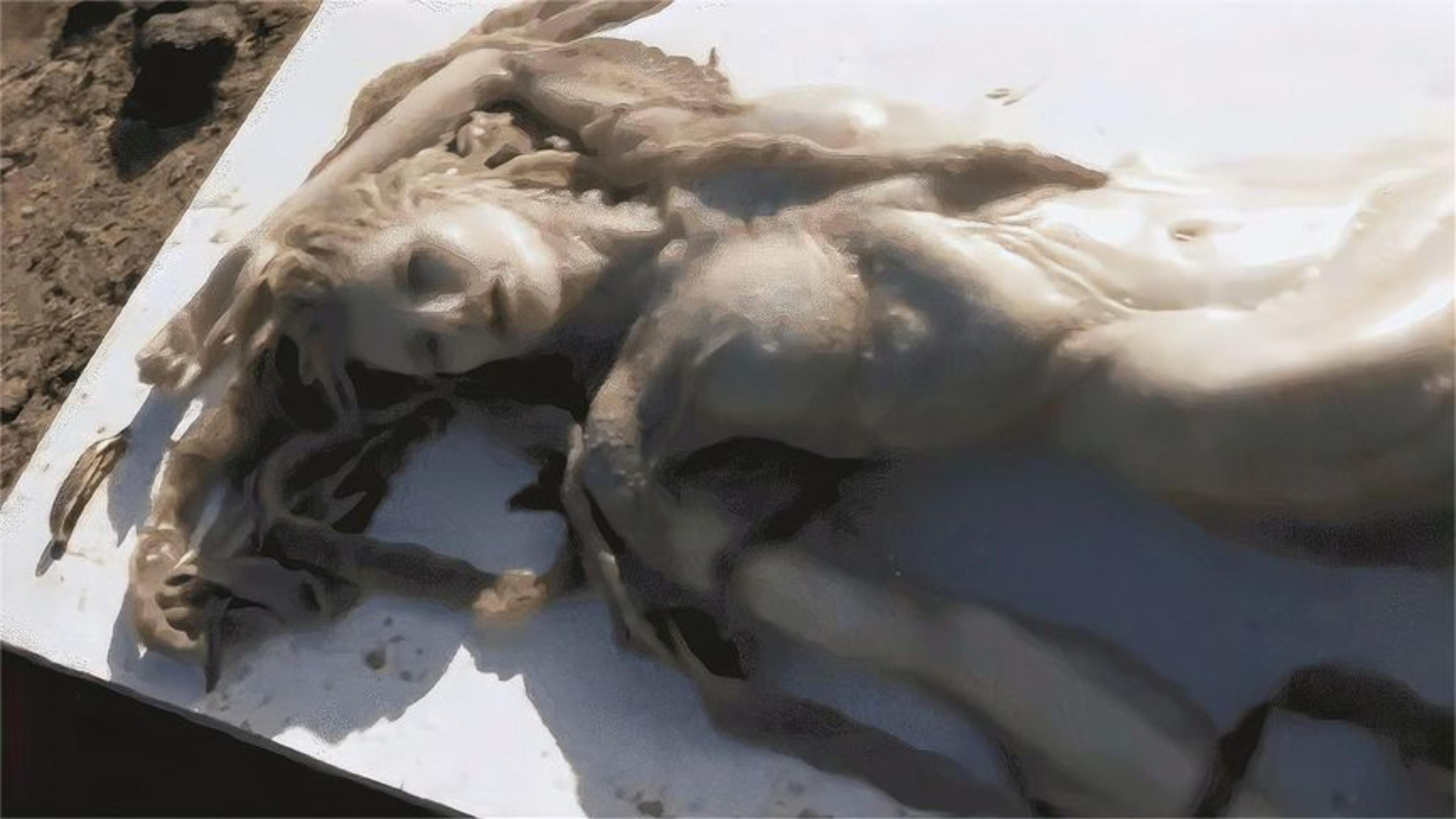 世上真的存在美人鱼吗?印度曾捕获一只,专家看后傻眼了