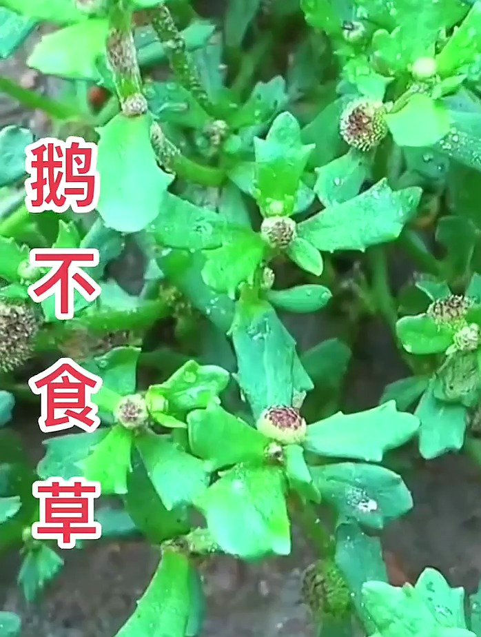 大自然的馈赠 植物科普 鹅不食草-度小视