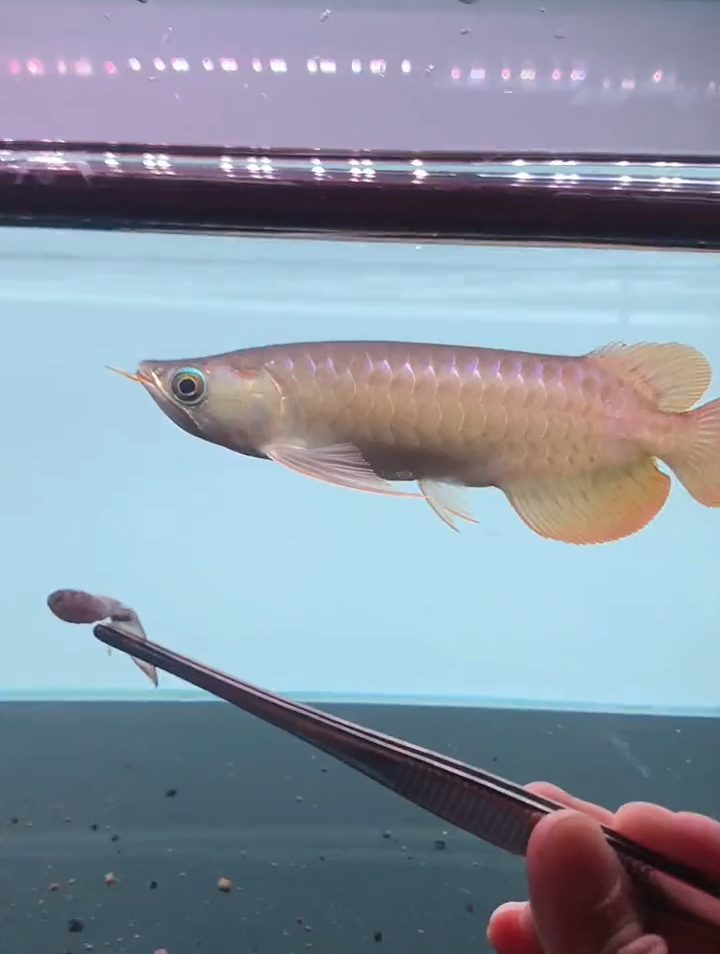 超鲨的一条鲨鱼嘴红龙,很难得的一条有喜欢吗