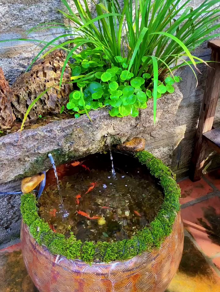 不用过滤,不用打氧,不用换水,古法生态缸教程来了