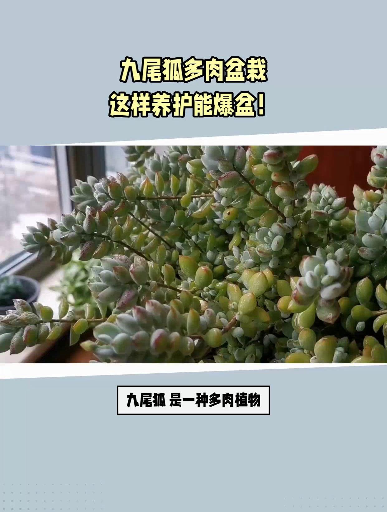 “紫花玛利亚”盆栽新宠:九尾狐多肉养护技巧