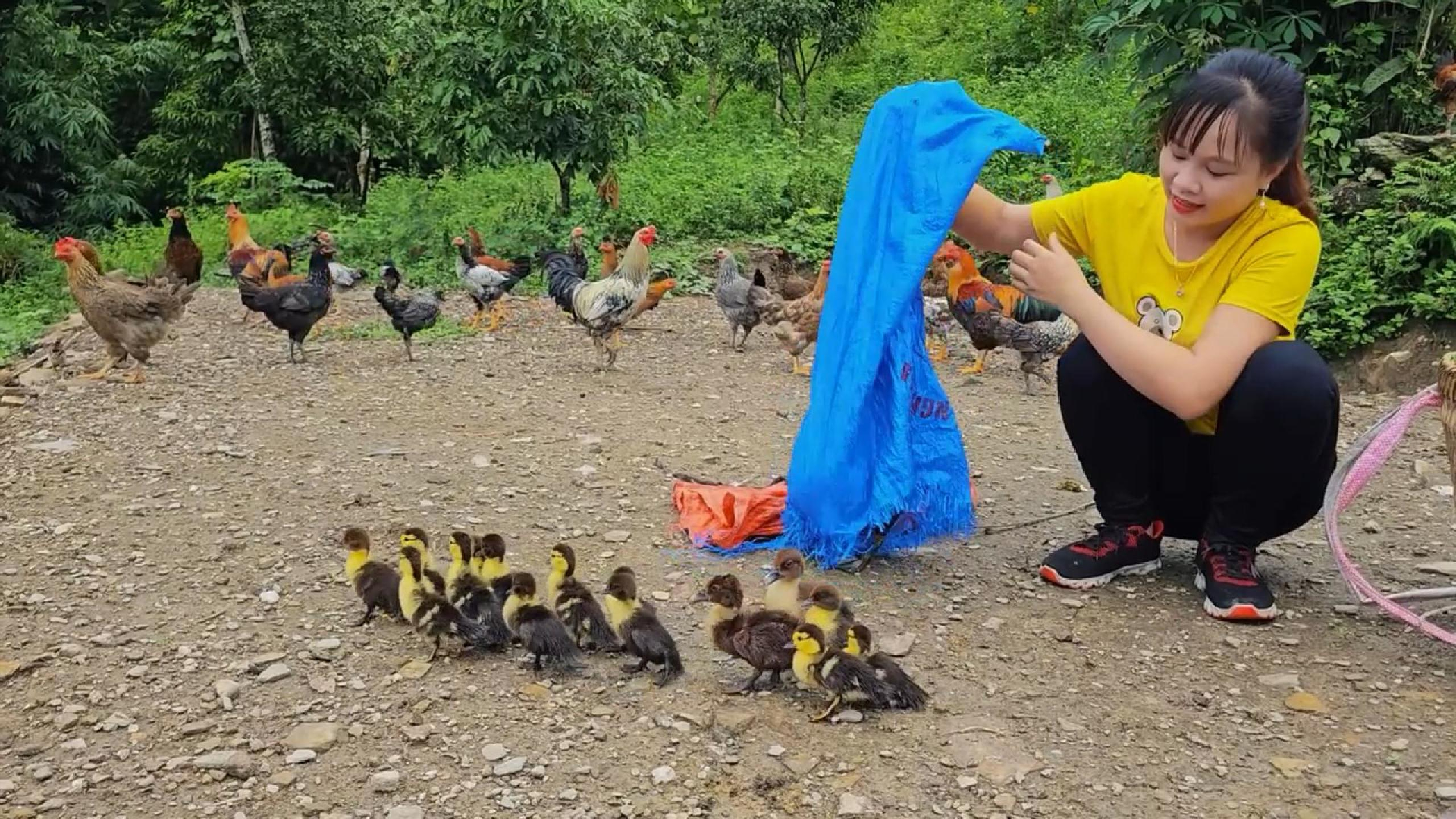 新添一窝鸭子,忙碌一些日常!这深山里的生活,可真淡然得紧!
