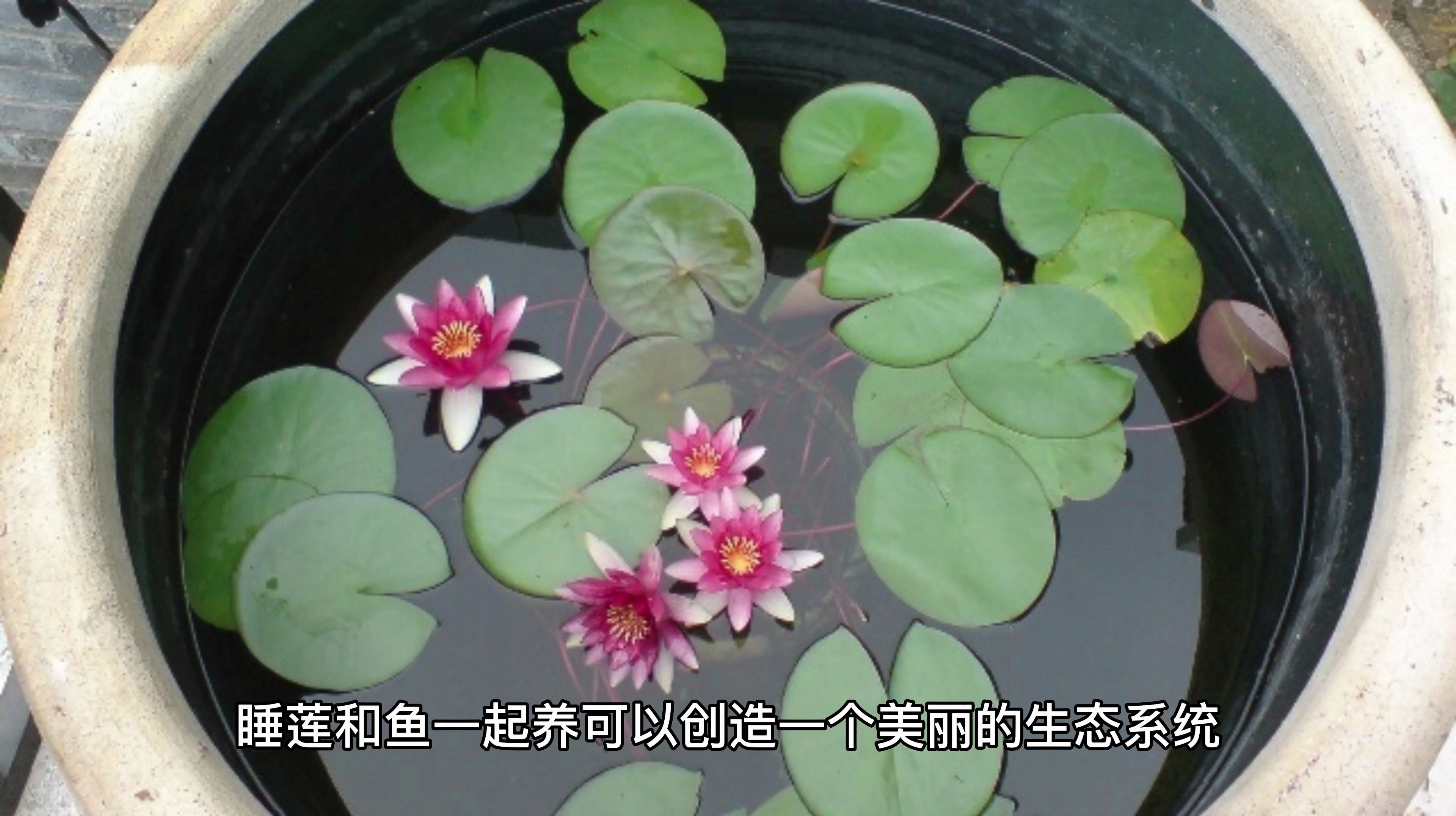 睡莲和鱼一起养注意事项