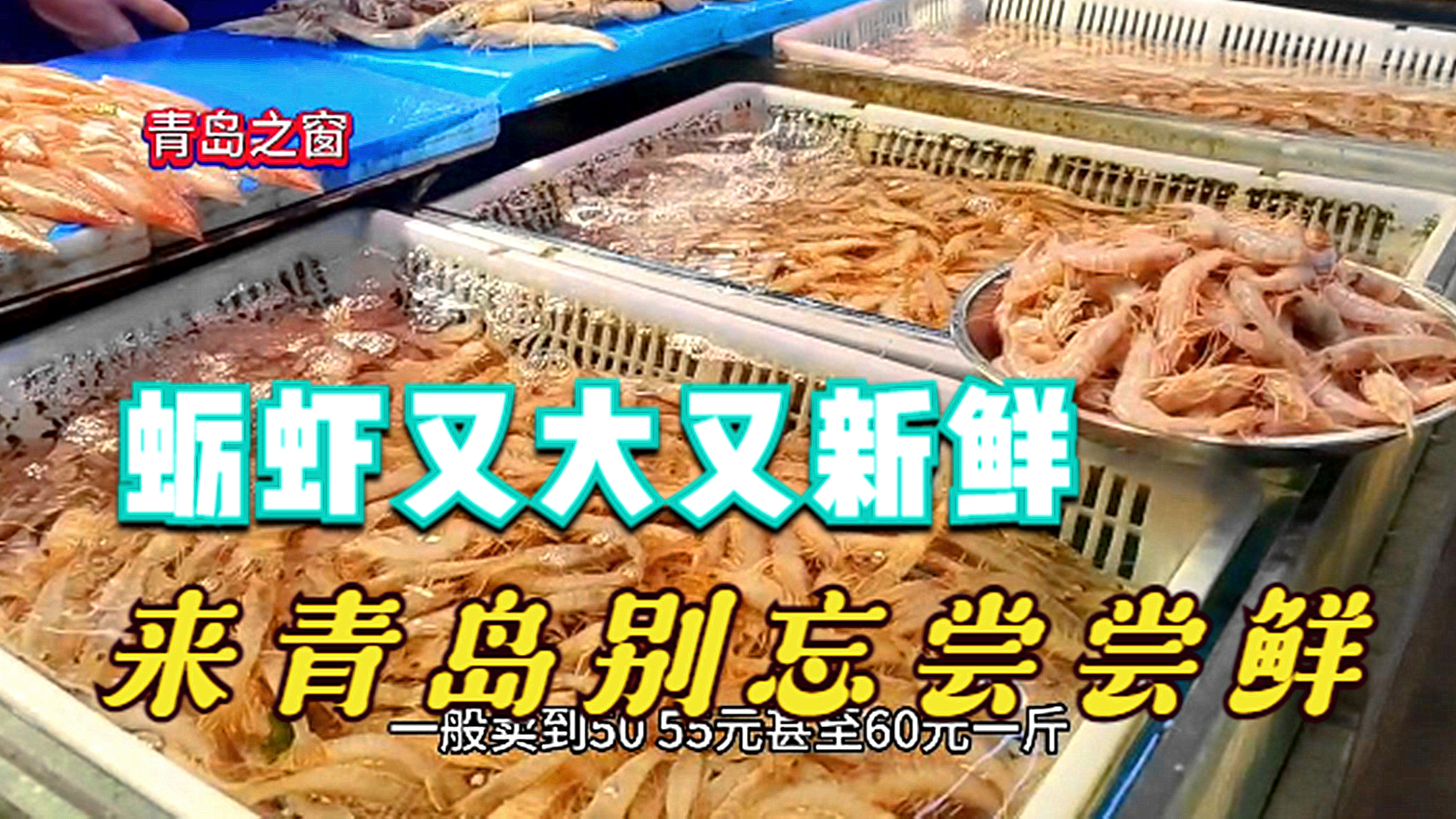 青岛野生蛎虾,又大又新鲜,价格便高,不急的市民可等着开海吃