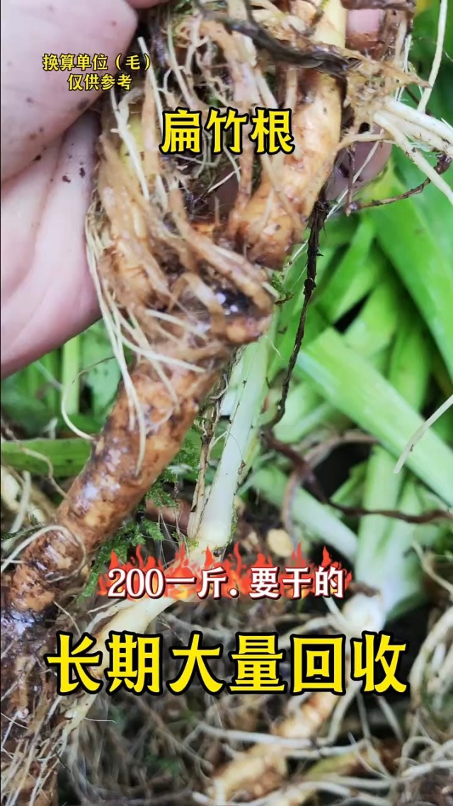 扁竹根中药,名为知母,这样的植物现在很少见到了,遇到了一定要珍惜