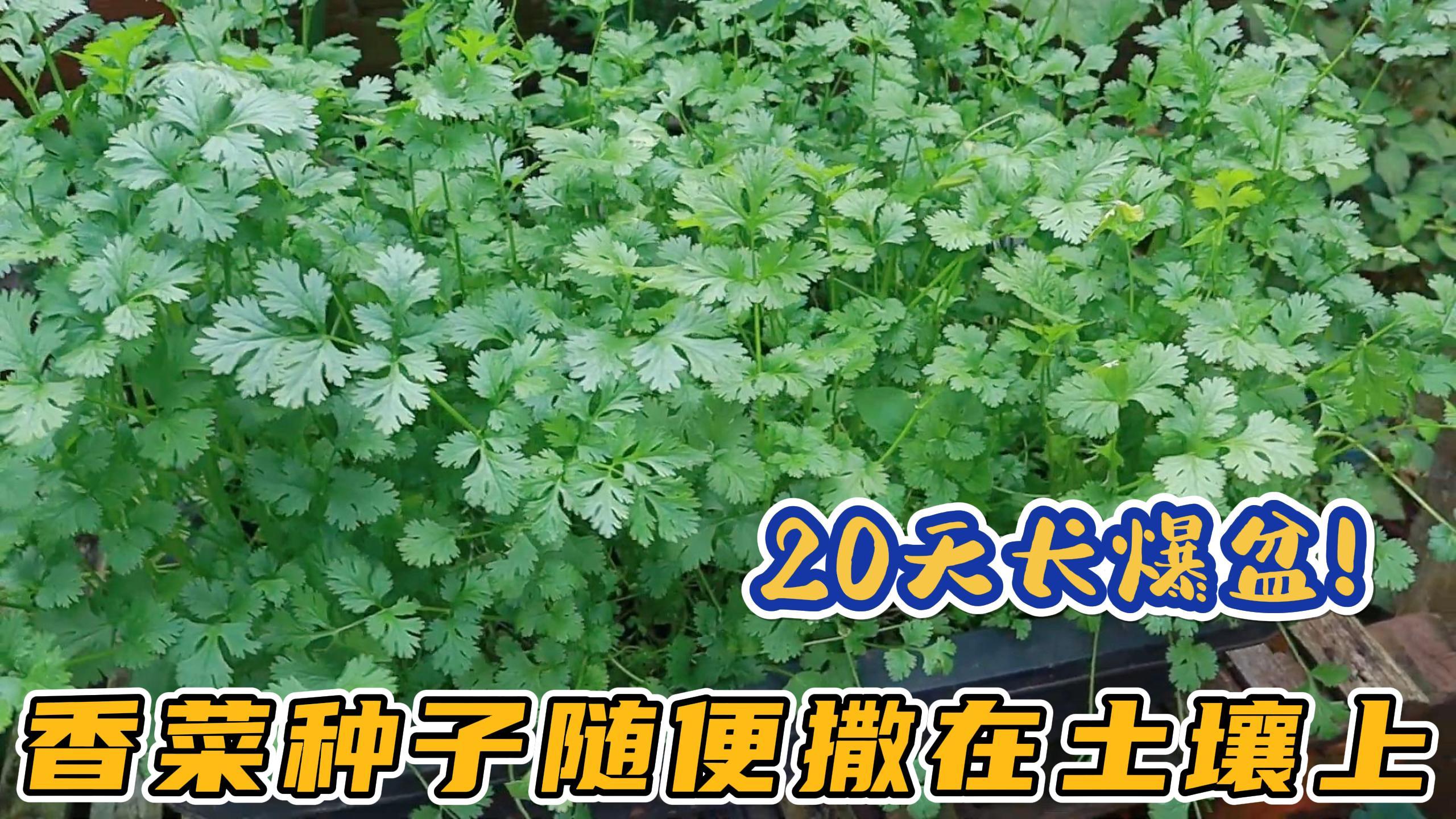 敲碎的香菜种子,随便撒在土壤上,不到1个月就能长爆盆!