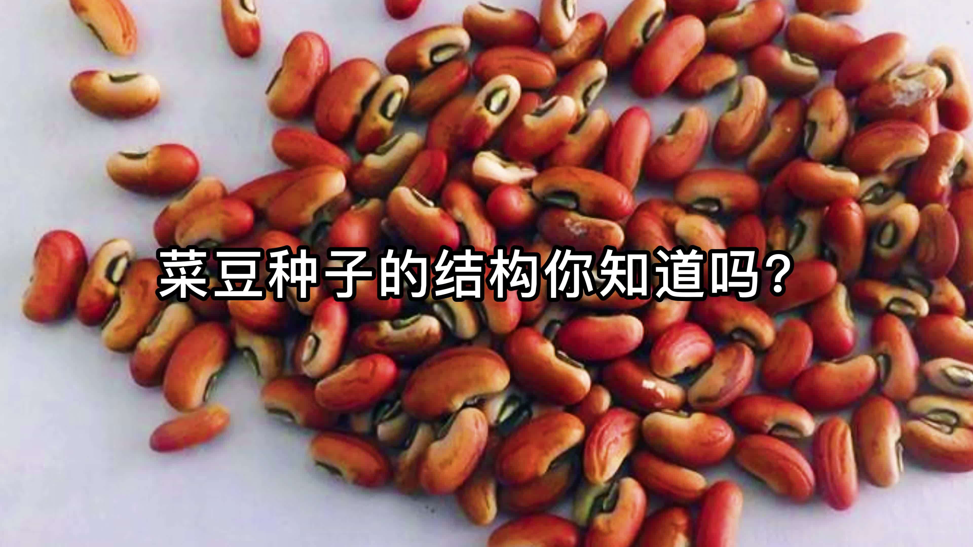 菜豆种子的结构你知道吗?