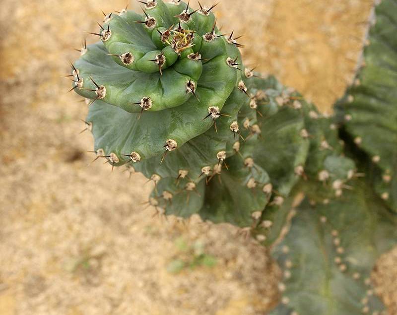 戈壁滩植物大全及名称图片