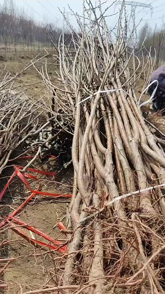 荷兰香蜜杏授粉树图片