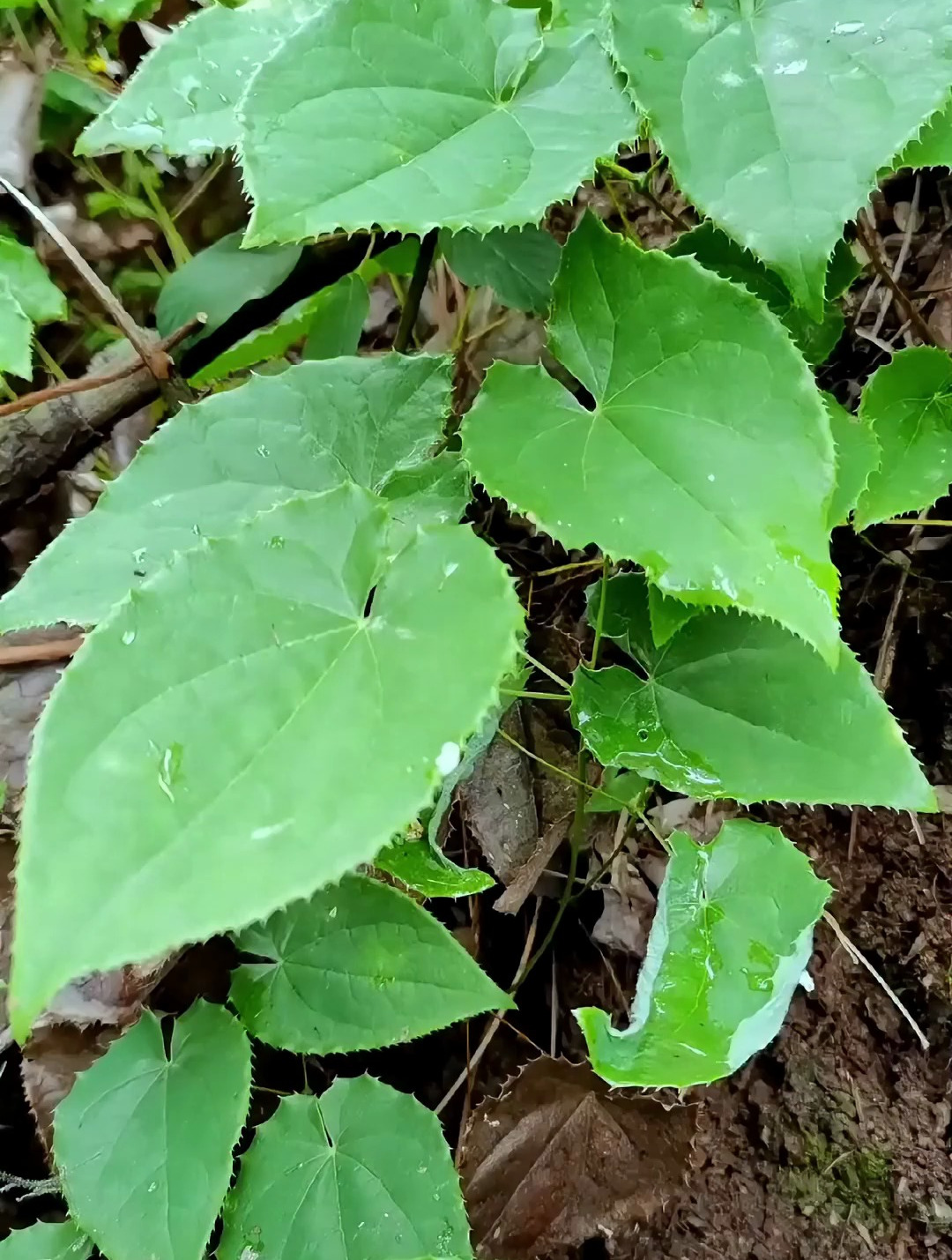 植物科普:懂的人都把它当宝,你认识淫羊藿吗?