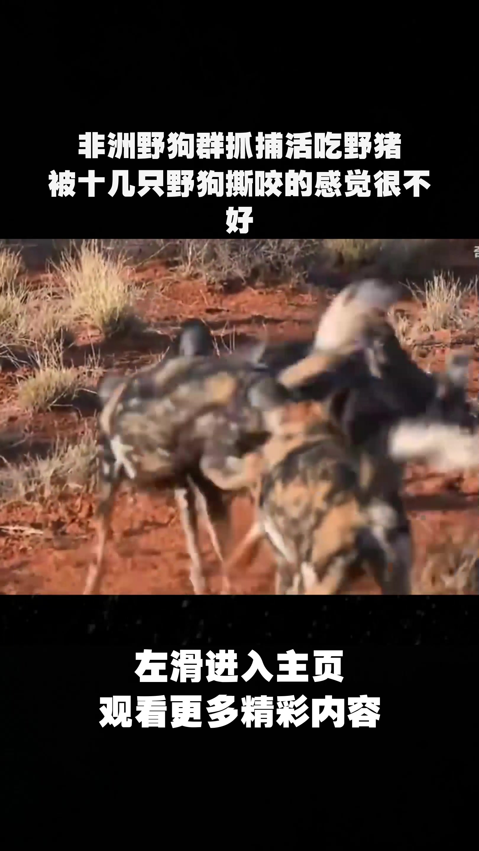 非洲野狗群抓捕活吃野猪,被十几只野狗撕咬的感觉很不好-度小视