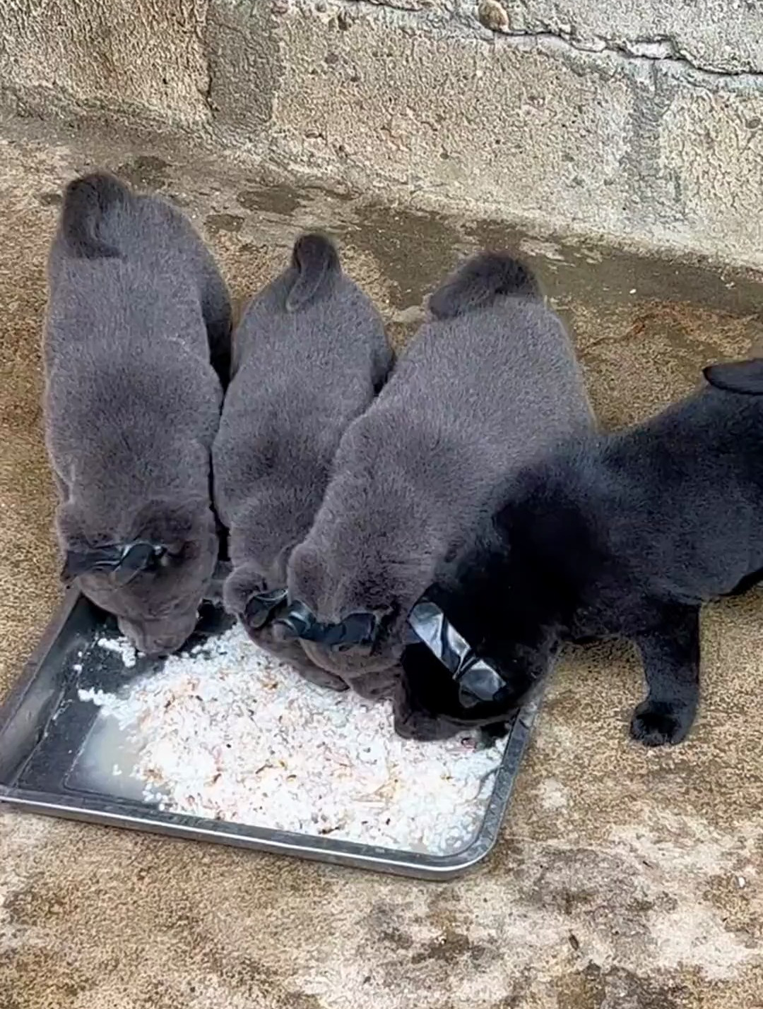 中华田园犬狗狗,吃饭啦