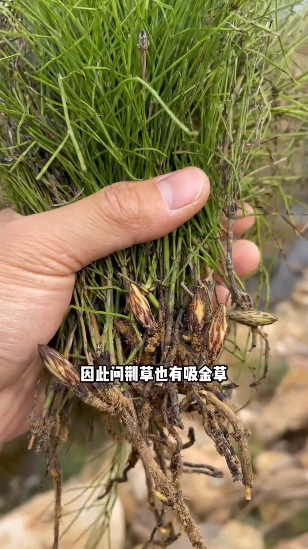 称为黄金草的植物你听说过吗
