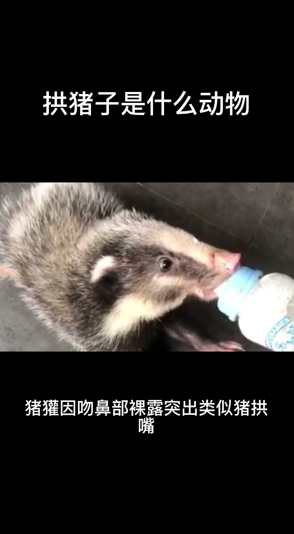 拱猪子是什么动物