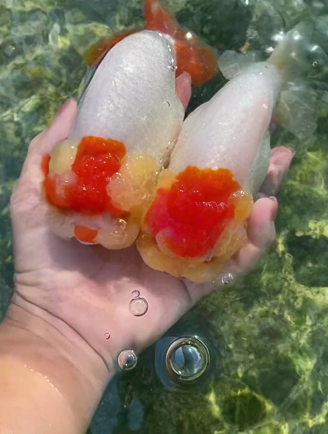 无忧无虑的小胖鱼