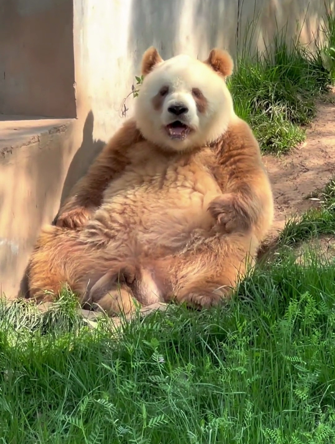 大熊猫七仔 _谁懂啊真的好可爱