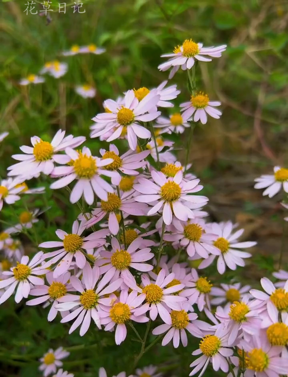 这山坡上的小红花让我眼前一亮,这是秦岭北边常见的野花,虽然叫小红菊
