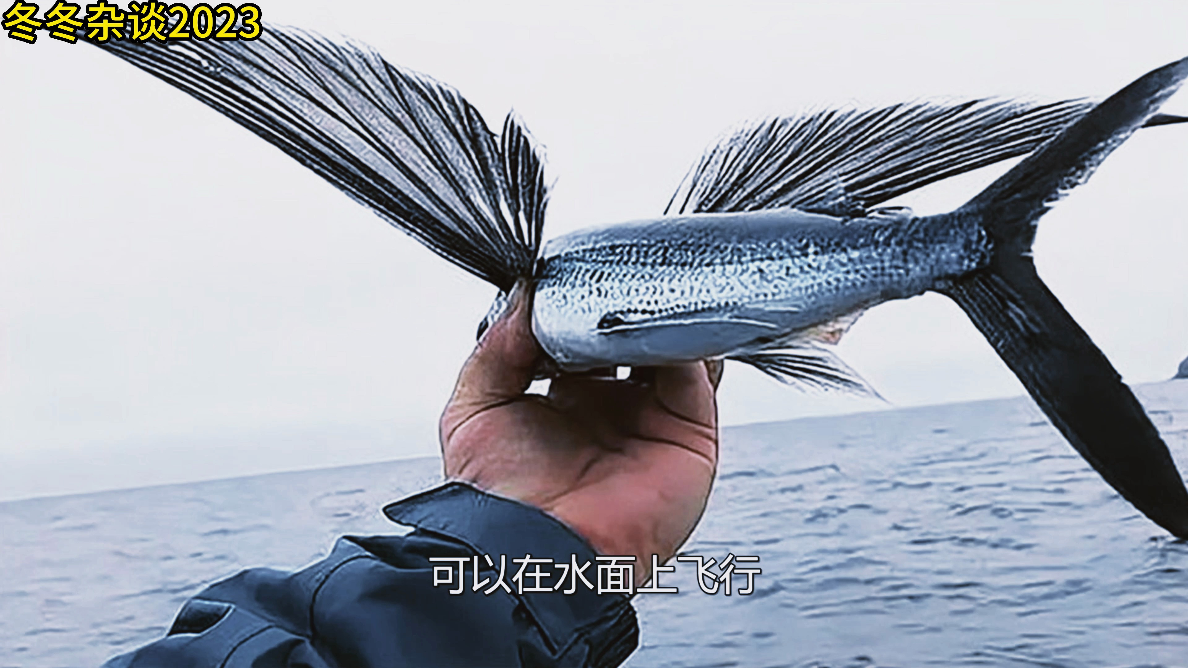 全世界只有一种“会飞的鱼”,长八米重三吨。可以在海面上飞行!