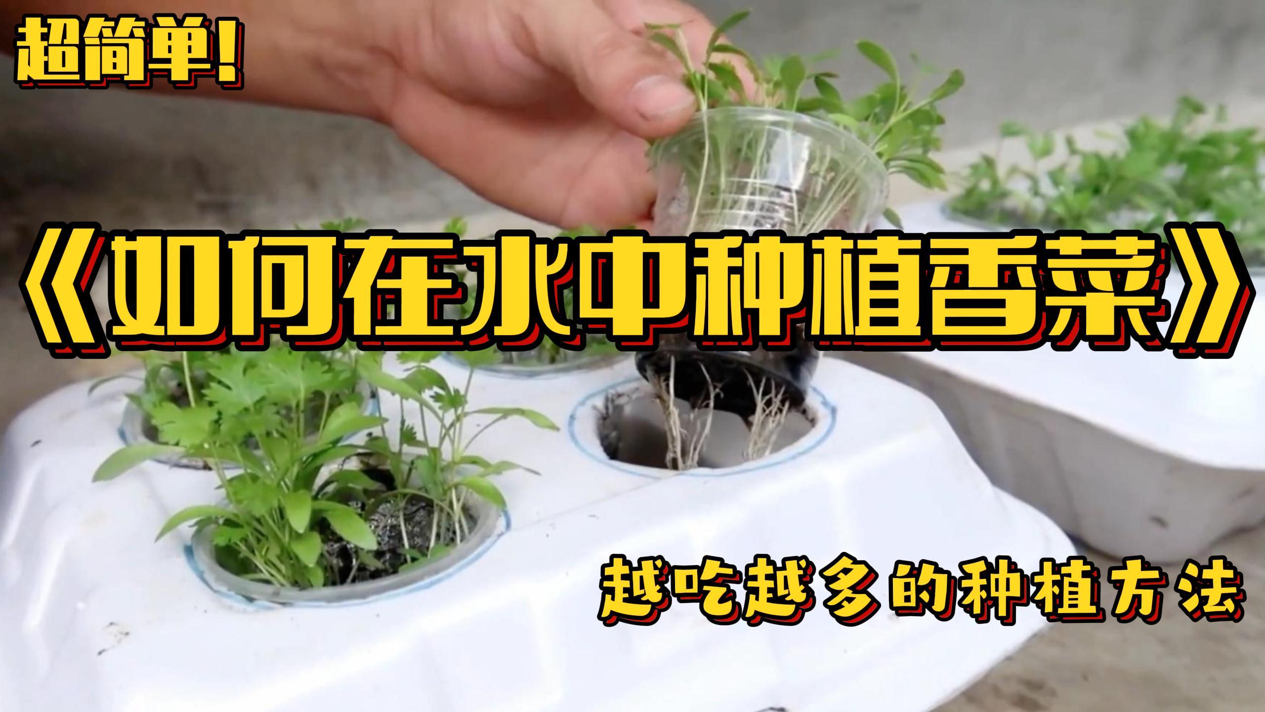 如何利用水种植香菜,而且越吃越多?超简单,1段小视频教会你!
