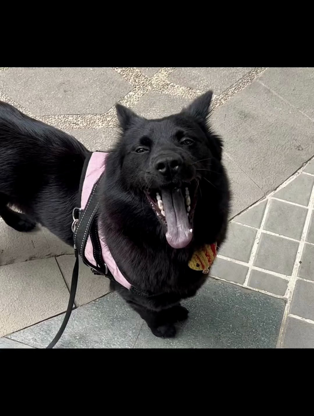 帮忙看一下 这舌头怎么是黑色的 中华田园犬
