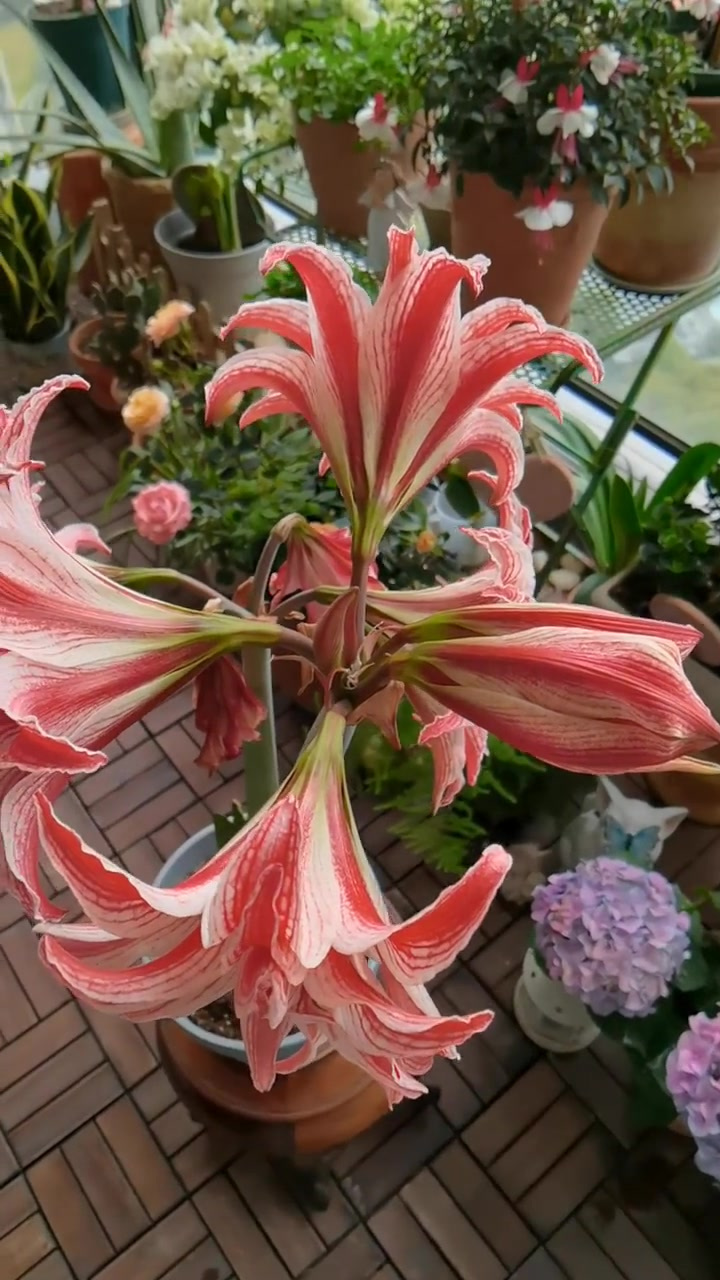 虎年的阳台小花园～|朱顶红多福莱特很赞!