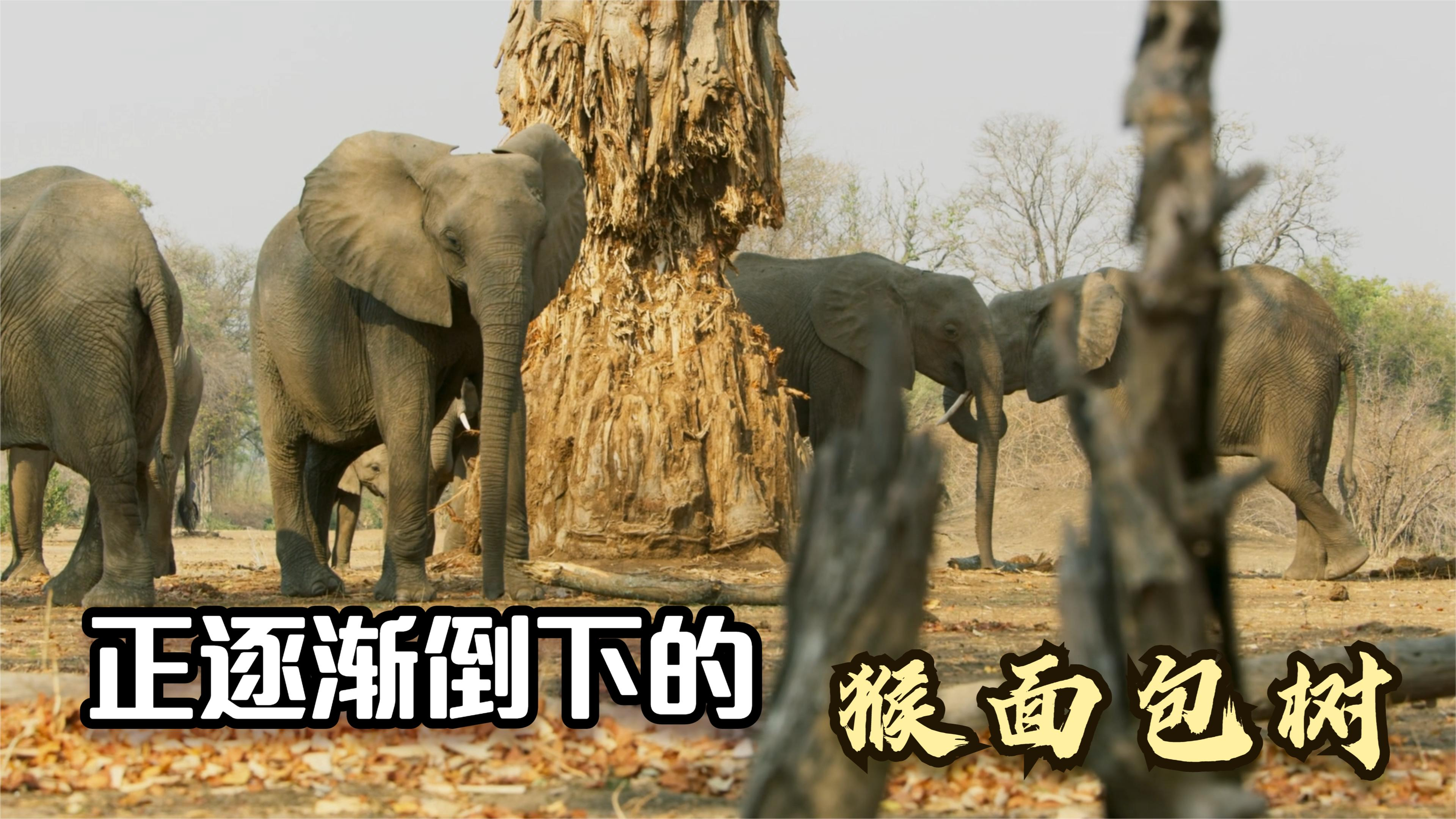 适应力极强的猴面包树,如今正慢慢倒下,这背后的原因值得深思